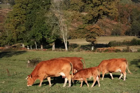 LIMOUSIN, à savoir
